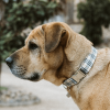 Adjustable Collar - Quick Release Metal Alloy - Beige Plaid